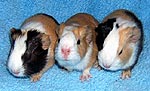 Article Images: fee-baby.jpg Article Images: fee-baby.jpg