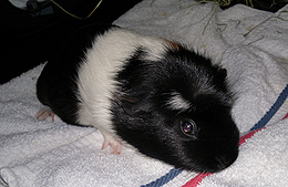 Artikelbilder: sammy_02.jpg Artikelbilder: sammy_02.jpg