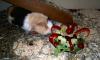 Klicken zum ansehen b-day-lwno1_t1.jpg