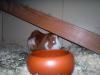 Klicken zum ansehen 03062011375_t1.jpg