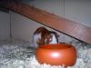Klicken zum ansehen 03062011376_t1.jpg