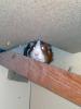 Klicken zum ansehen 03062011378_t1.jpg