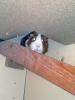Klicken zum ansehen 03062011380_t1.jpg