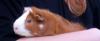 Klicken zum ansehen 07052011323_t1_1.jpg