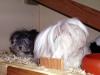 Klicken zum ansehen tinchen-balou_t1.jpg