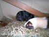 Klicken zum ansehen 28022011107_t1.jpg
